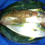 DSC_1910.jpg