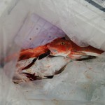 DSC_0116.JPG