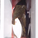 DSC_0146.JPG